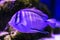 Fish - surgeon and bicolor wrasse - cleaner
