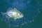 fish swim inside jellyfish ,Andaman sea