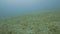 Fish swim on ocean floor in transparent water underwater view. Scuba diving in sea