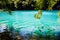 Fish swimming in Plitvice lakes and waterfalls
