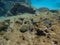 Fish swimming among the rock reef in the ocean