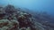 Fish swimming among seaweed and coral reef on sea bottom. Scuba diving in sea