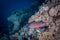 A fish swims along a coral reef in the Red Sea