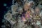 A fish swims along a coral reef in the Red Sea