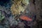 A fish swims along a coral reef in the Red Sea