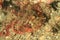 Fish - Tasseled scorpionfish