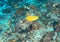 Fish - Three-spot angelfish