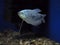 Fish Trichogaster microlepis gourami blue