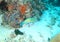 Fish Tricolor parrotfish