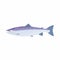 Fish trout icon, cartoon style