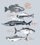 Fish tuna, salmon, grouper, sturgeon, dorado
