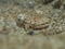 Fish under sand at underwater