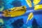 Fish under water, yellow trunk cow fish: lactoria cornuta, blurred background