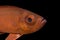 Fish Underwater : Common Bigeye