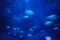 Fish underwater sea ocean submarine marine nature blue