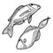 Fish. Vector concept in doodle and sketch style. Hand drawn illustration for printing on T-shirts, postcards