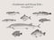 Fish vintage vector illustration set