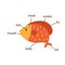 Fish vocabulary part of body.vector