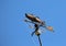 Fish Weather Vane with Blue Sky Background