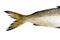 Fish on a white background. tail herring