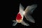 Fish. White Oranda Goldfish with red head on black background