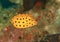 Fish - Yellow boxfish - juvenile