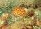 Fish - Yellow boxfish - juvenile