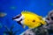 Fish Yellow Fox Lo, Foxface rabbitfish, with open fins fan on a blue background. Marine life, exotic fish