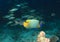 Fish - Yellow-mask angelfish