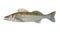 Fish Zander or Pike Perch Fish, isolated on a white background