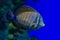 Fish Zebrasoma desjardinii closeup on blue background