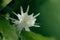 Fishbone cactus bloom in the home garden