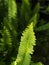 Fishbone Fern Leaf