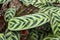 Fishbone prayer plant Ctenanthe burle-marxii