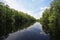 Fisheating Creek reflections on calm summer afternoon.