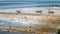 Fisher Boats at low tide near seaweed plantations algal - Nusa Penida, Bali, Indonesia