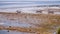 Fisher Boats at low tide near seaweed plantations algal - Nusa Penida, Bali, Indonesia