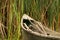 Fisherboat in the reed