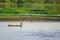 Fisherman on a canoe