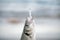 Fisherman catches a Bass fish at the seashore in Campoamor Spain. Bass hooked at a fishing lure. Close up view of Bass fish