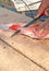 Fisherman cleaning and filleting red snapper fish