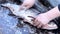 Fisherman Cleans Fish - Big Silver Carp. Closeup