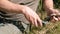 Fisherman cleans the fish on the grass use a knife. Hands close-up.