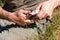 Fisherman cleans the fish on the grass use a knife. Hands close-up.