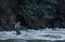 A fisherman crosses the Capilano River to fish for Steelhead with a fly-fishing rod