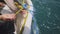 Fisherman Cutting Shark at The Sea on Fishing Boat