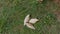 Fisherman deems the fish. Five little carp on the grass. Hands close-up.