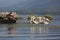 Fisherman feeding the Dalmatian Pelican