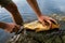 Fisherman filleting freshly caught freshwater carp