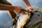 Fisherman filleting freshly caught freshwater carp